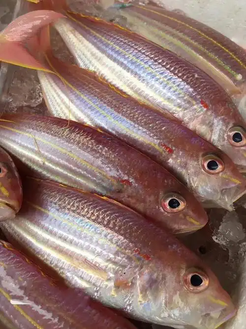 大红杉鱼纯野生帮杀好去鳞去腮去肚肉质紧实香煎红烧最好吃