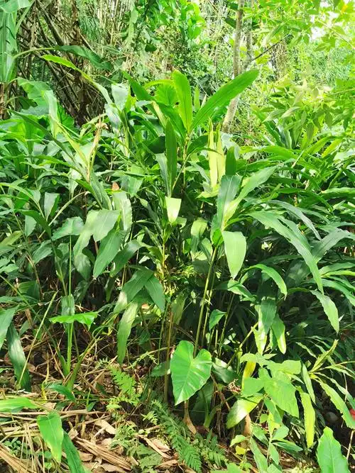 天然野生山姜头老姜湛江新鲜现挖生姜南姜猪肚鸡去腥调味料 1000g