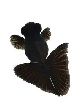 金鱼活体精品黑蝶尾蝶包活观赏鱼