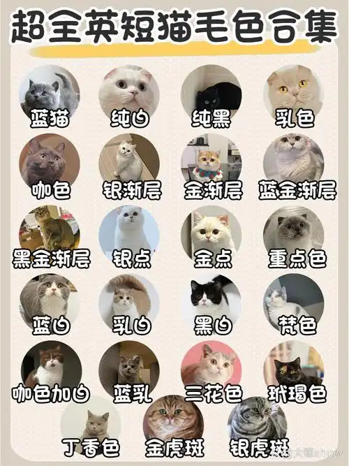 超全英短猫毛色|想养的快了解这篇!