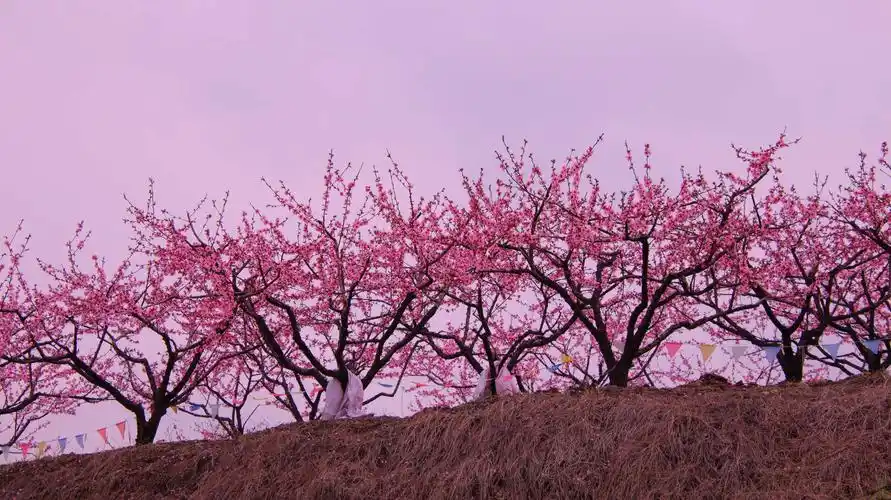 春风十里桃花红(浙中桃花源)