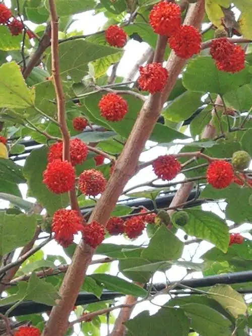 构树果期长,从八月到仲秋果序不断.