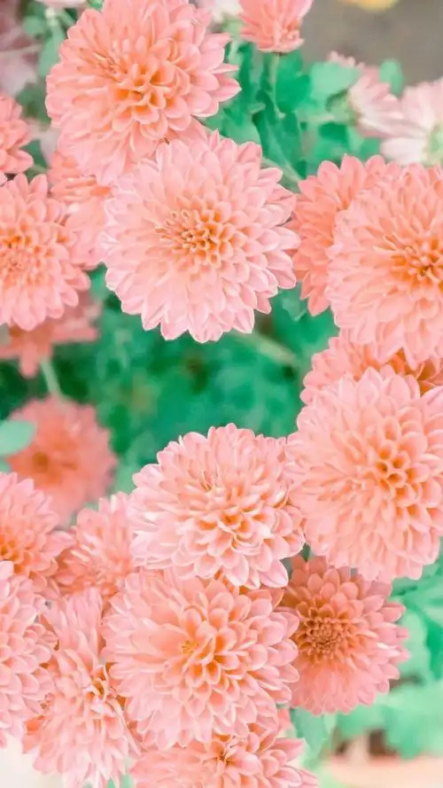 手机壁纸高清唯美意境小清新壁纸