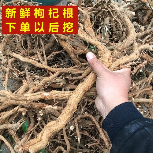 山区新鲜枸杞根枸杞头杞根地骨皮地辅地节山杞子根狗奶子500g包邮