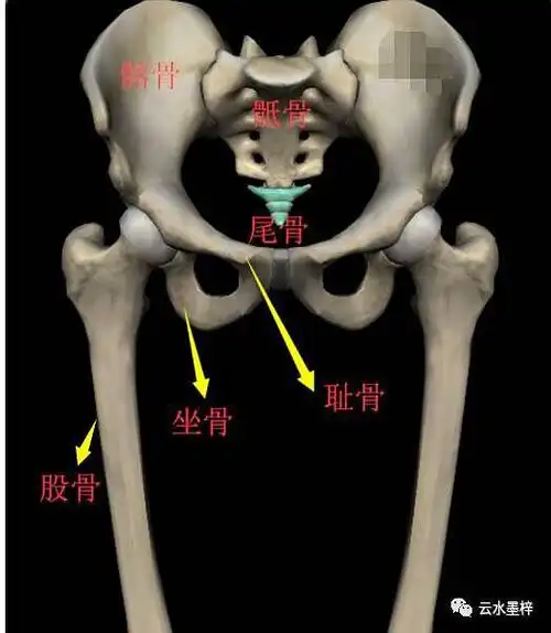 今天我们来学习一段艾氏解剖视频中的髋部与大腿的骨骼与韧带部分