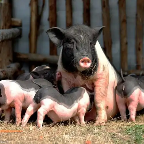 闽北花猪的做法