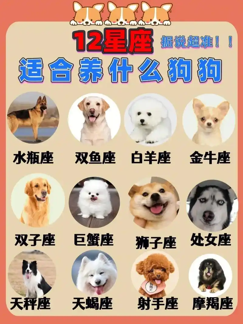 十二星座适合养什么狗?你选对了吗?#宠物知识 #科学养宠攻略 - 抖音