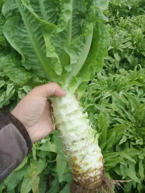 本地莴笋种植面积大,品种齐全,质量可靠.