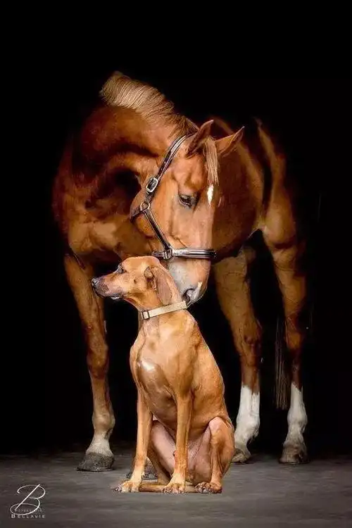 虎马狗三合是什么局 狗与马的故事,狗与马的故事