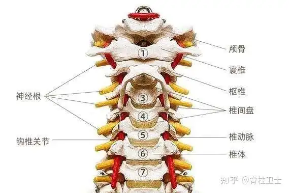 头晕头痛,失眠多梦,眼睛干涩,多是颈椎第1,2节的神经症状表现;眩晕
