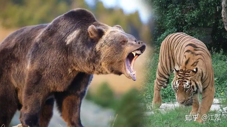 老虎和狗熊打架谁会赢