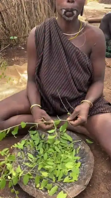 部落原始人吃树叶