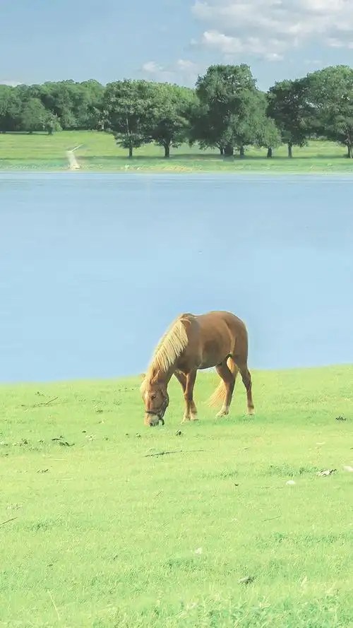 清新绿色草坪风景手机壁纸