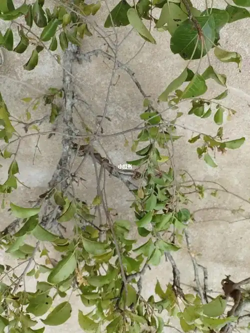 本土原生中草药材(19)沙梨树寄生