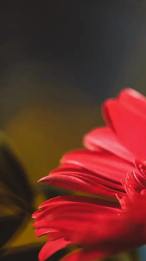 30张纯净简约的植物与风景手机壁纸风景图片手机壁纸唯美自然