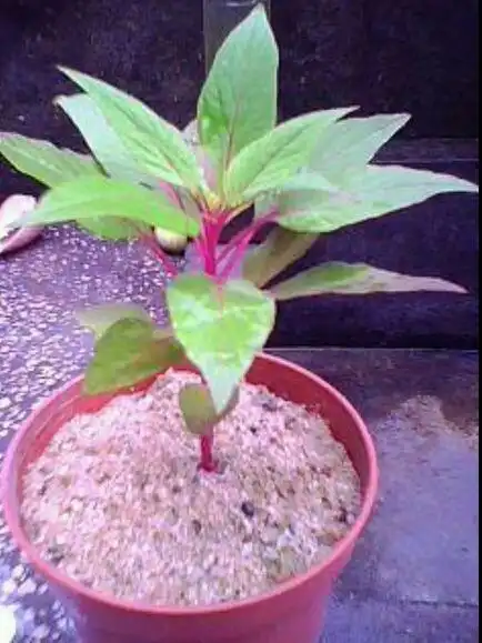 鸡冠花幼苗长什么样(图片)