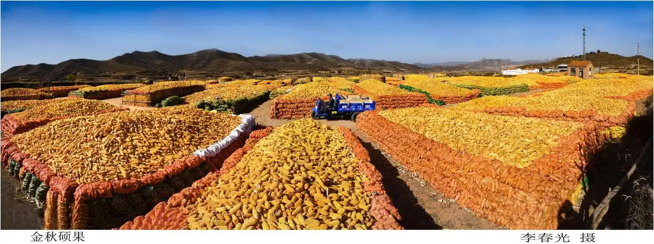 山西省长城摄影协会阳泉市分会闫庄玉米大丰收摄影作品