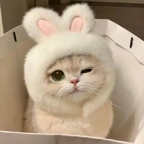 萌萌哒猫咪头像