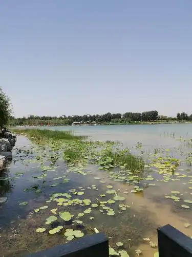 大兴区南海子湿地公园二期2020年6月1日