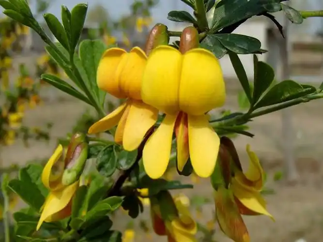 锦鸡儿花图片锦鸡儿图片锦鸡儿植物图片