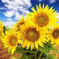 吉利好运向日葵微信头像【点击鼠标右键下载】