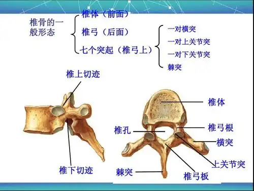 脊柱区局部解剖学ppt