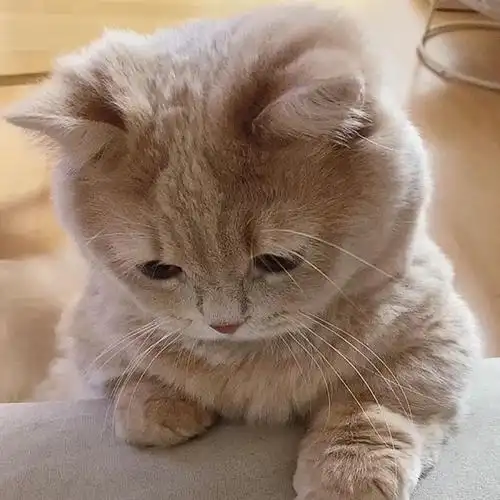 微信头像超萌可爱小猫咪