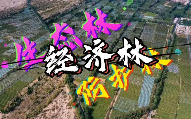 敦煌阳关林场一个视频让了解防护林生态林经济林视频最后关于阳关林场