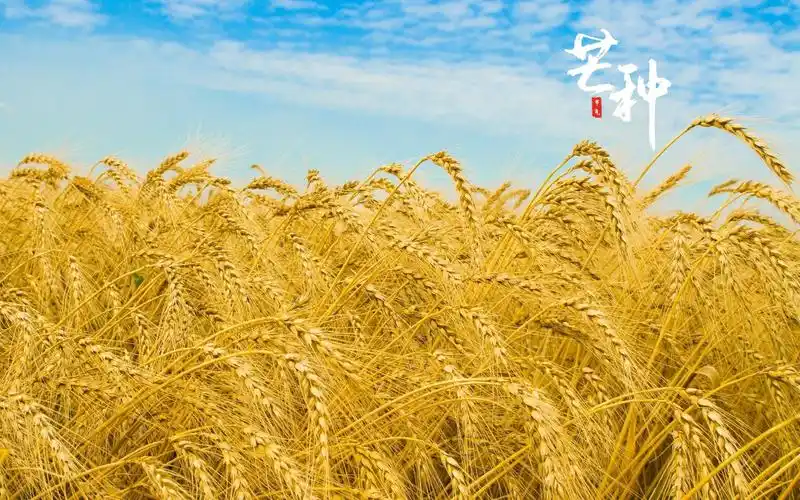 传统二十四节气芒种640x1136分辨率查看