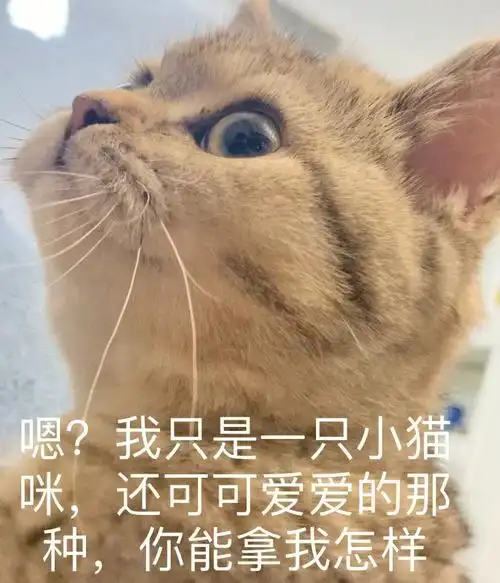 小猫咪太可爱是要被做成表情包的