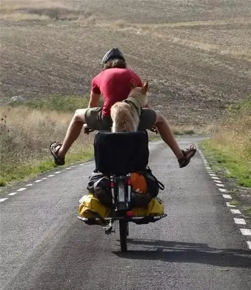 哈士奇坐摩托车走红后各位网友都po出了这些图厉害了