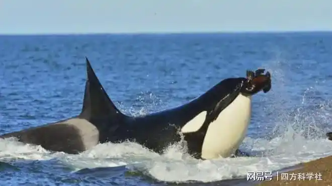 虎鲸捕食海豹和企鹅,却不吃北极熊,是打不过北极熊吗?_网易订阅