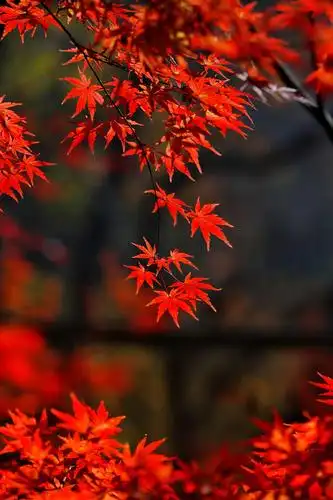 一片枫叶一颗心《与枫约会》