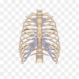 卡通医学肋骨模型