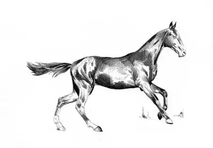 铅笔素描的马图片-铅笔素描的马素材-铅笔素描的马插画-摄图新视界