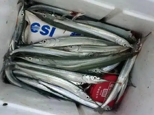 尖嘴扁颌针鱼尖嘴扁颌针鱼多少钱一斤