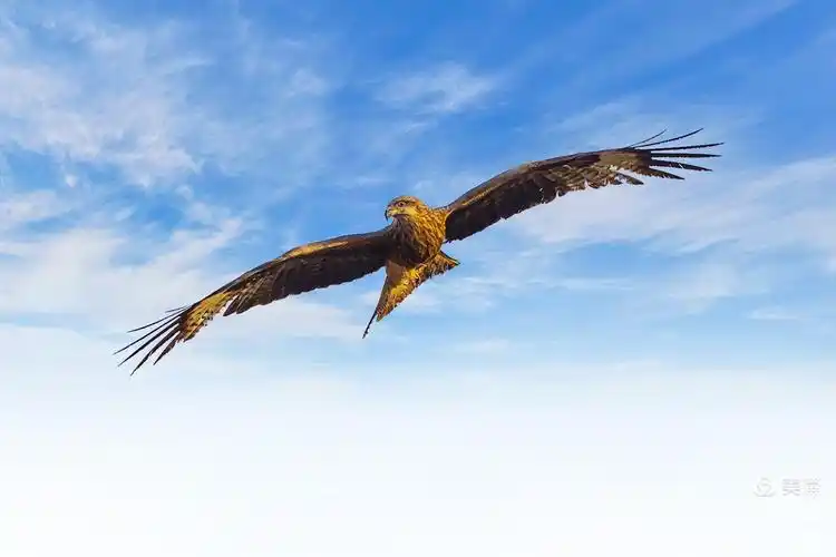 草原上的雄鹰——大花雕 - 美篇