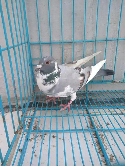 白条鸽飞出好成绩的情况实际上并不少见,但是由于白色基因往往比较