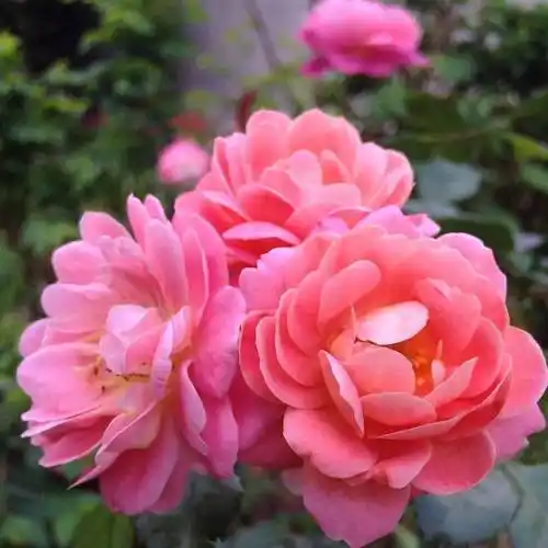 中老年头像大全:女人微信头像花朵唯美图片