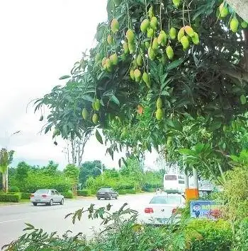 大量地见到芒果树还是到芒市后,宽敞的大街两边,行道着不小的芒果树