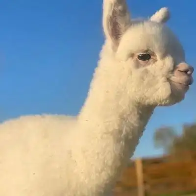 羊驼./_卡通动漫头像_我要个性网