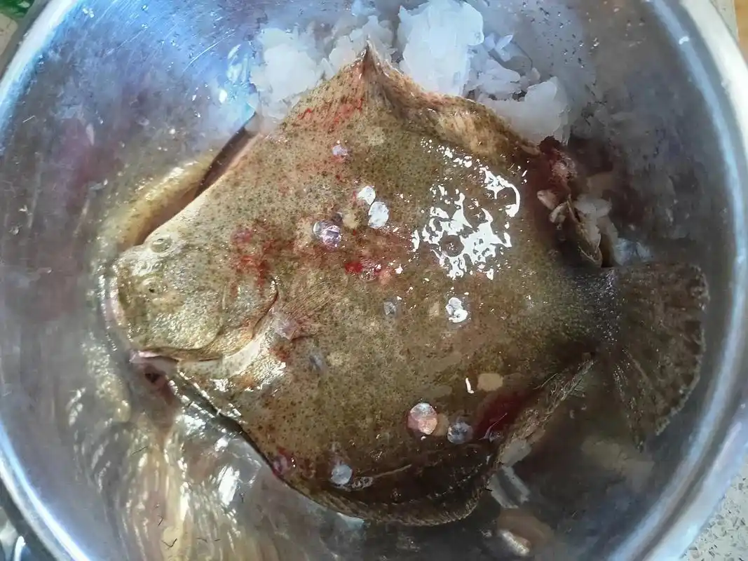 清蒸多宝鱼～鲜活的多宝鱼一条～去鳞划一字刀～抹淡淡的一层盐和