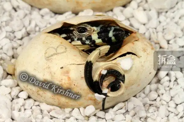 金蟾工作室【探世系列】帝摩尔花点巨蜥出壳