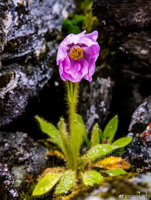 绿绒蒿 与罂粟同科不同属