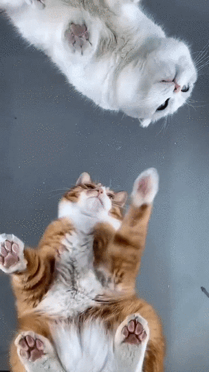 320_569竖版 竖屏gif 动态图 动图