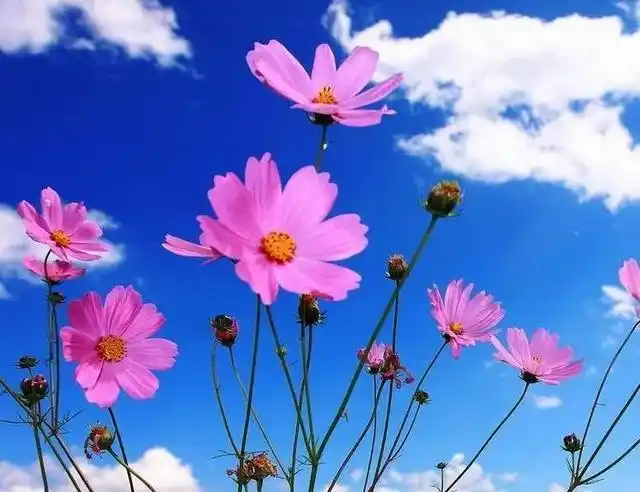 一花一世界,娇艳美丽的花朵令人心情多么舒畅