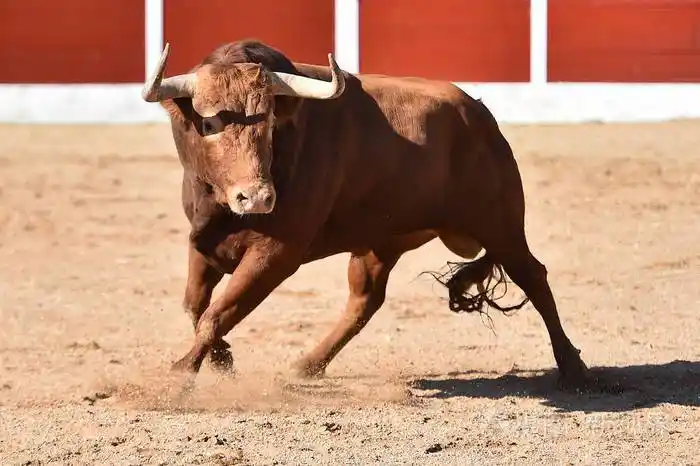 西班牙的大公牛