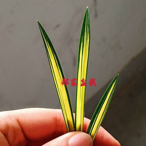 兰花苗蕙兰老种朱金黄艺草缟草线艺草丝中透 鲜花盆栽花卉绿植