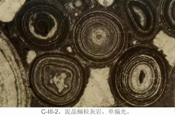 实验九 颗粒(非生物)灰岩的观察与描述