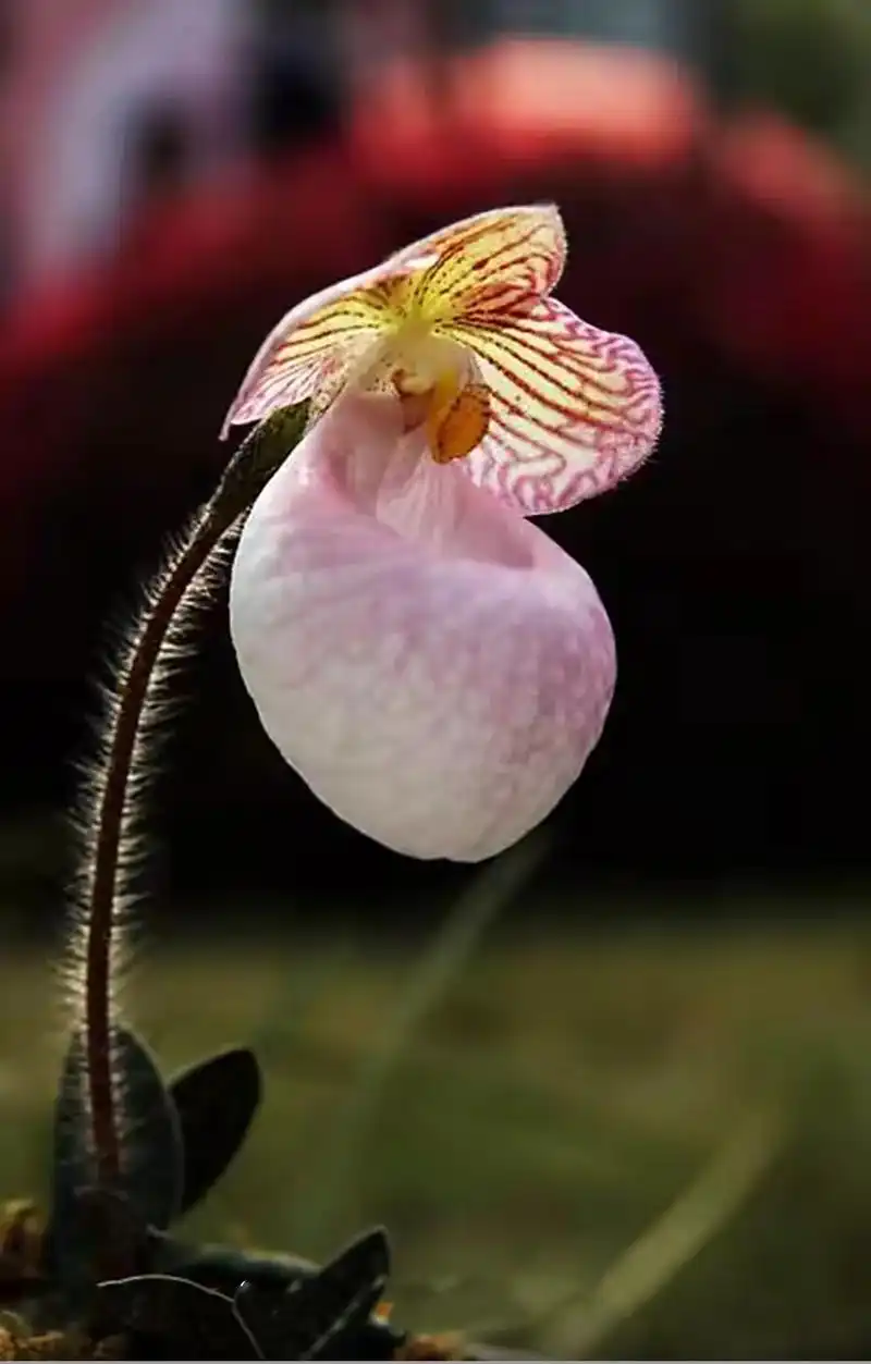 【欣赏】婀娜多姿兜兰花  #世界五十大名花之一 - 抖音